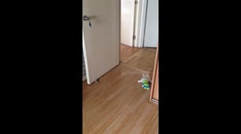 Maltese Dogs playing at home, funny weekend