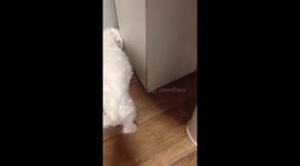Maltese Dog chasing mouse in the bathroom