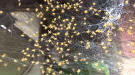 Swarm of baby spiders