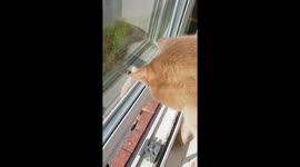 Cat jumps out of window then onto bush