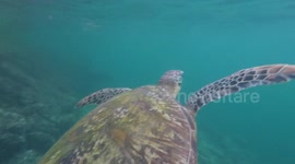 Large Turtle Exploring close to shore and town 1