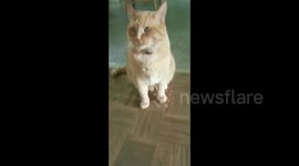 Cat not having any of owners sh*t