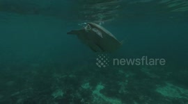 Large Turtle Breathing at the surface close to shore and town 2