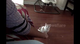 kitty hi5