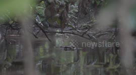 Crocodile lurking in water amongst trees in forest, Kinabatangan River Sabah Borneo Malaysia