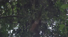 Orangutan swinging through the trees, Kinabatangan Rainforest Sabah Borneo Malaysia
