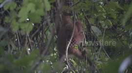 Orangutan climbs the trees in the Rainforest, Kinabatangan Rainforest Sabah Borneo Malaysia