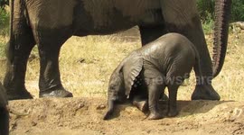 Baby elephant struggles to reach the water for a drink