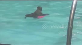 Monkey is a regular patron at local pool - and even uses a float to swim