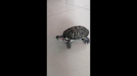 Tiny turtle rides miniature skateboard