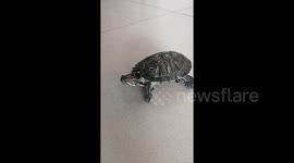 Tiny turtle rides miniature skateboard