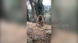 This monkey can peel tangerine better than you