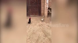 If it looks like a duck ...