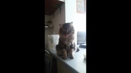 Ronny the cat gives five