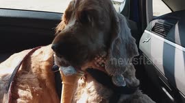 Dog devours ice cream In hot weather