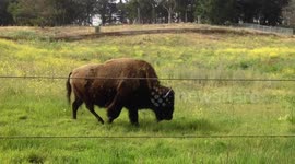 Bison in the Fields of Golden Gate Park (San Francisco)