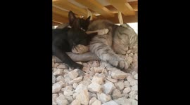 Cat and kittens