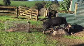 Love affair between a pig and a wheelbarrow