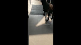 Giant Dog