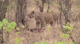 Lionesses guarding their kill from scavengers – then one settles back to eat more