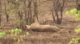 Lioness with a full stomach lying in the shade – her paw resting on a mopane tree