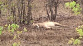 Lioness with a full stomach snoozing, then sitting up and coughing