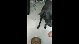 The Praying Mutt -pray before you eat!