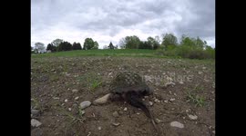 Snapping turtle disappearing into brush