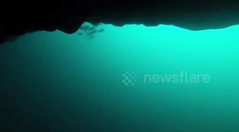 Swimming with Caribbean Reef Sharks in the Blue Hole, Belize
