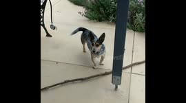 Dog versus stick