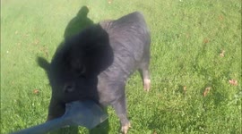 Angry pig