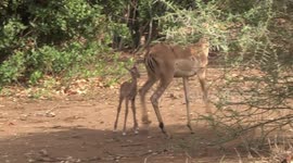 Newborn Impala lamb suckling for the first time