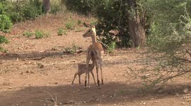 The Impala ewe stands quietly while her newborn lamb suckles