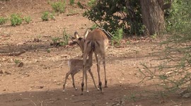 Mother Impala suckling and grooming her newborn lamb