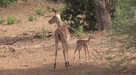 Mother Impala standing quietly with her newborn lamb