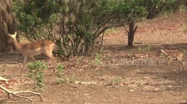 Impala ewe moving off with her newborn lamb running behind