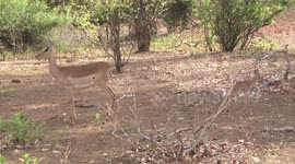 Newborn Impala lamb does its first poo