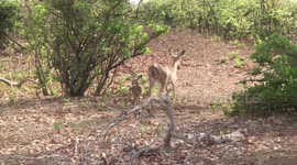 Baby Impala startled by a Dove suddenly taking off
