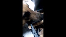 German Shepherd protects kitttens