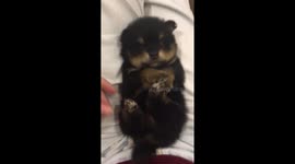 4 week puppy