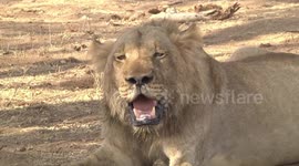Young male Lion panting in shade - head detail