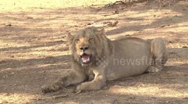 A Young male Lion panting in the shade - head on view