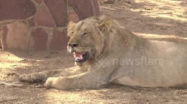 A young male Lion panting in the shade - head on