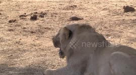 A young male Lion panting in shade -  closer side-on view