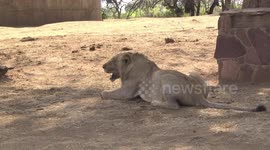 A young male Lion panting in shade -  longer side-on view