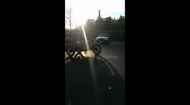 Dog riding on a harley!