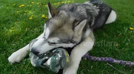 My Alaskan Malamute Puppy Stole My Cap