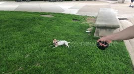 The Definition of Dog Tired