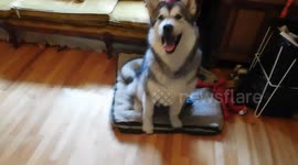 Alaskan Malamute Puppy Cardboard Tube Toy