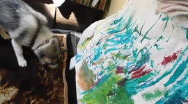 Alaskan Malamute Puppy Digging and Chewing Bear Rug